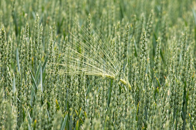 The differences between young millet sprouts are slight